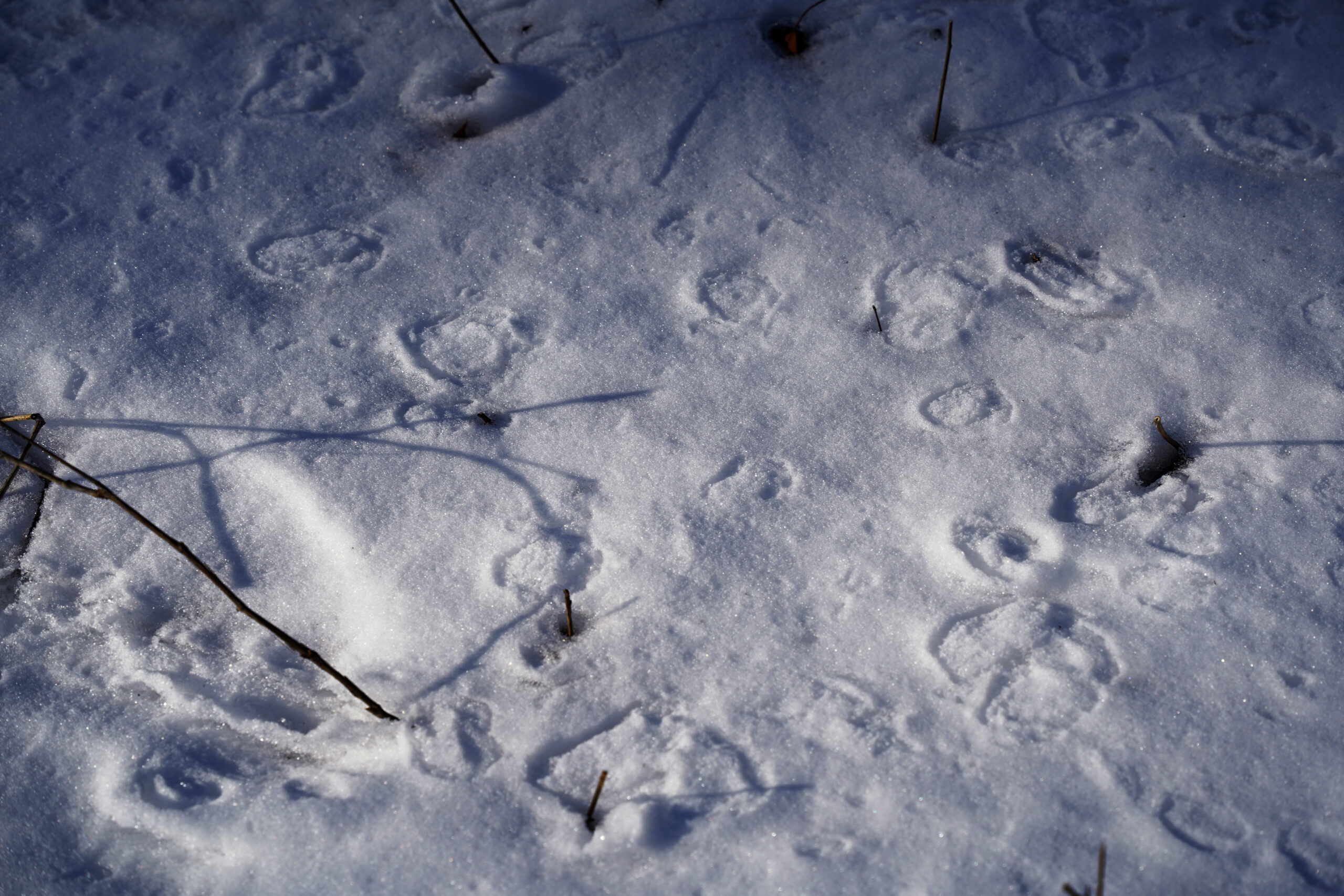 Tracks appear in the snow in Wakan Tipi Awanyankapi, a sacred Dakota site near the Mississippi River in St. Paul on February 18, 2024. Photo by Rosalind Ding